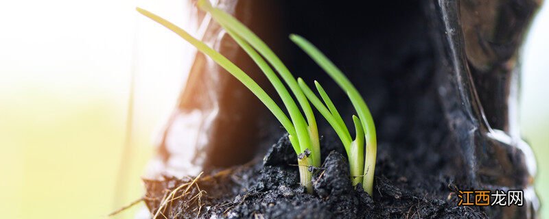 种葱的时间和方法 火葱种植方法和时间