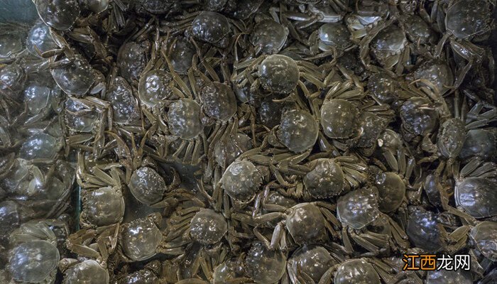 螃蟹怎么养才能活得长久一些 螃蟹怎么养殖方法在家里