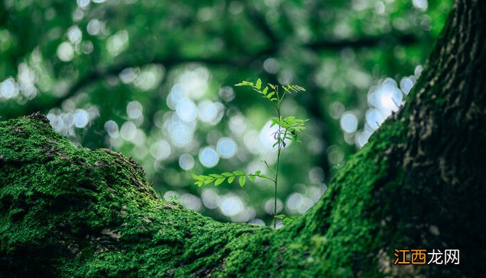 人们常把什么植物当作空气监测的指示植物