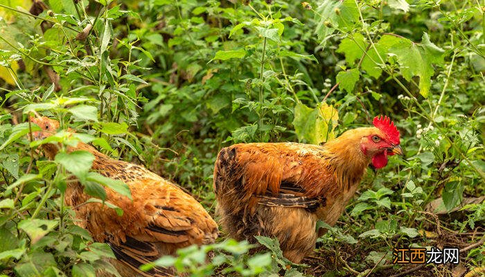 鸡下软壳蛋是什么原因?怎么办多长时间好了 鸡下软壳蛋是什么原因?怎么办