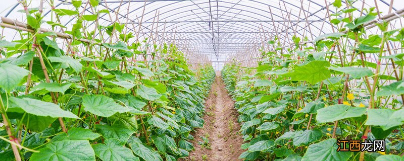 生活中有什么植物是变态茎提问的角度是什么 生活中有什么植物是变态茎