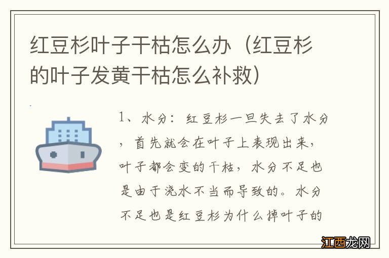 红豆杉的叶子发黄干枯怎么补救 红豆杉叶子干枯怎么办