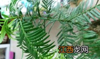 红豆杉的叶子发黄干枯怎么补救 红豆杉叶子干枯怎么办