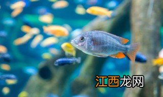 客厅鱼缸摆放风水禁忌 家里客厅鱼缸摆放禁忌