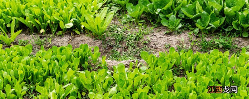 施肥是什么季节的农活二年级 施肥是什么季节的农活