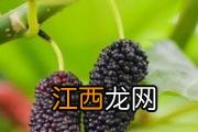 桔梗咸菜的功效与作用 桔梗咸菜孕妇能吃吗