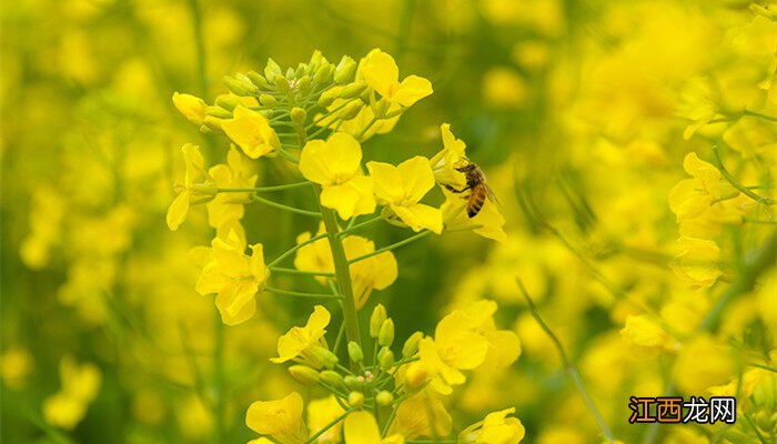 油菜用什么肥料最好 油菜专用肥料