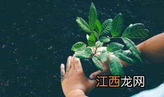 人参果树种植方法用把正头剪掉吗