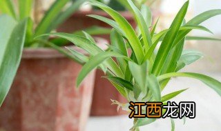 吊兰怎么水养 吊兰怎么水养?