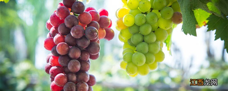 葡萄为何会落花落果芭芭农场答案 葡萄为何会落花落果芭芭农场