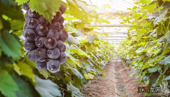 葡萄为何会落花落果芭芭农场答案 葡萄为何会落花落果芭芭农场