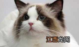 猫咪好听的昵称 猫昵称简短好听