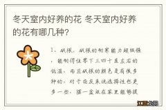 冬天室内好养的花 冬天室内好养的花有哪几种?