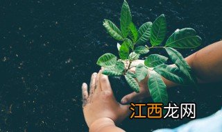 四十亩果树种植方法 20亩地可以种多少果树