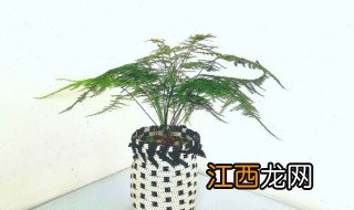 客厅摆放花盆风水禁忌 花盆摆设风水大忌