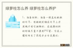 绿萝柱怎么养 绿萝柱怎么养护