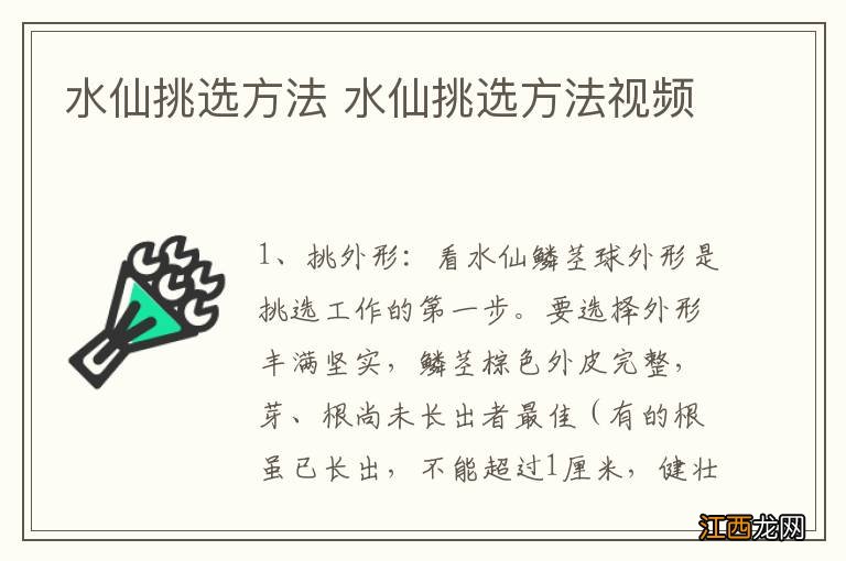 水仙挑选方法 水仙挑选方法视频