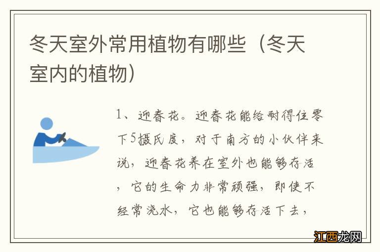 冬天室内的植物 冬天室外常用植物有哪些