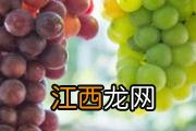 樱桃的营养价值与食用功效 什么人不能吃樱桃