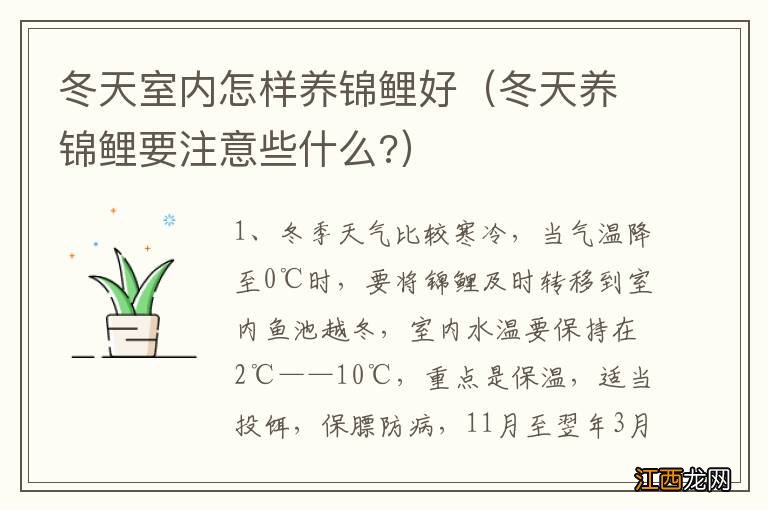 冬天养锦鲤要注意些什么? 冬天室内怎样养锦鲤好