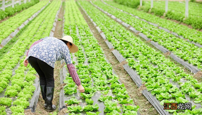 休闲农业是在什么的基础上又增加了旅游度假观光的职能