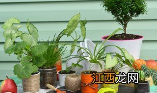 属相猪养什么植物旺财 属猪养什么植物旺财运