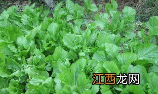 芥菜的功效与作用禁忌 芥菜的功效与作用禁忌说明