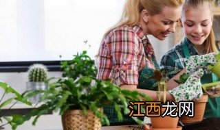 最适合客厅摆放的植物 最适合客厅摆放的植物图片