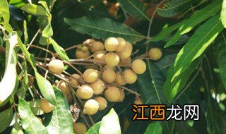 龙眼冬天怎么浇水施肥 龙眼要浇水吗