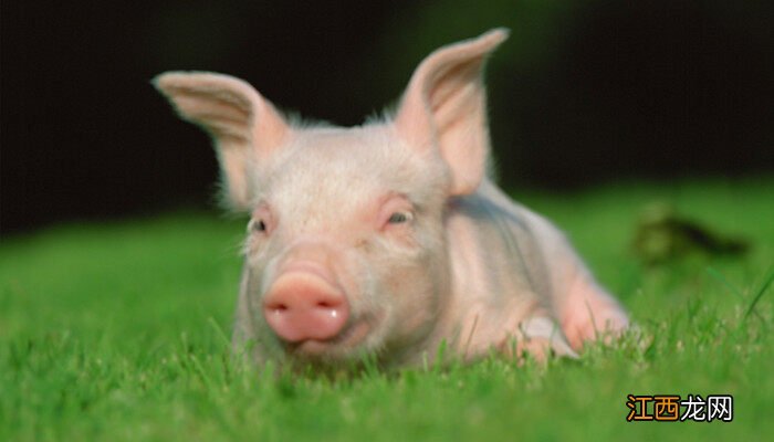 猪反复高烧最好的治疗方案 让猪退烧土方法