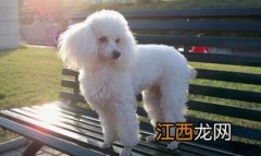 贵宾犬纯种是什么颜色