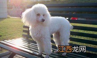 贵宾犬纯种是什么颜色