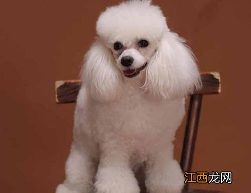 贵宾犬纯种是什么颜色