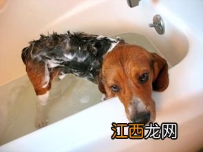 贵宾犬多久洗一次澡