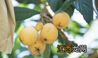 枇杷室内好养吗冬天 室内养枇杷树好不好