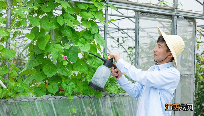 异丙甲草胺 异丙甲草胺除草剂使用范围