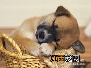 孩子养宠物究竟好不好