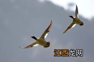 国家一级保护鸟类有哪些