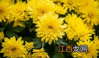 摆放什么植物可以辟邪吉祥如意 摆放什么植物可以辟邪吉祥