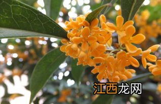 桂花一般几年会开花呢