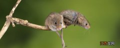 老鼠的寿命一般多长时间 老鼠的繁殖能力有多强
