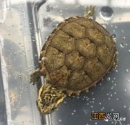 龟的性别是由孵化温度决定的吗