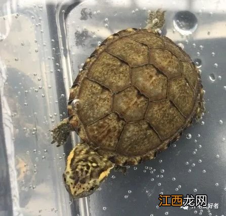 龟的性别是由孵化温度决定的吗