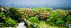 绿藻球和海藻球的区别图 绿藻球和海藻球的区别