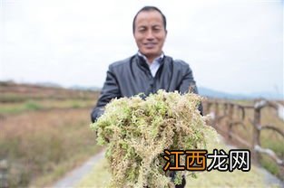 海花草什么用途