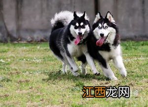 哈士奇幼犬好养吗