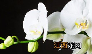 冬天养兰花怎么养 冬天室内怎么养好兰花呢