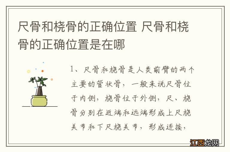 尺骨和桡骨的正确位置 尺骨和桡骨的正确位置是在哪