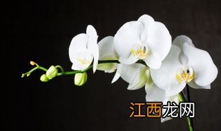 冬天在室内怎么养兰花好养，冬天在室内怎么养兰花好养一点