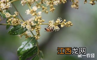 桂圆树盆景能长出桂圆吗